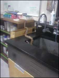 110607 rat snake in lab
